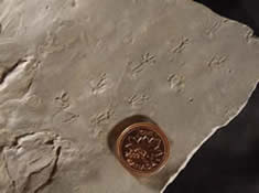 Micro tetrapod trackway discovered by Don Reid, still undergoing research. Likely Dromillopus sp.