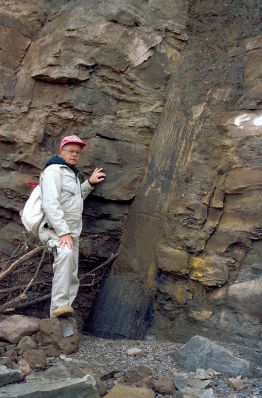 Don Reid with fossilized Sigillaria in the cliffs at Joggins