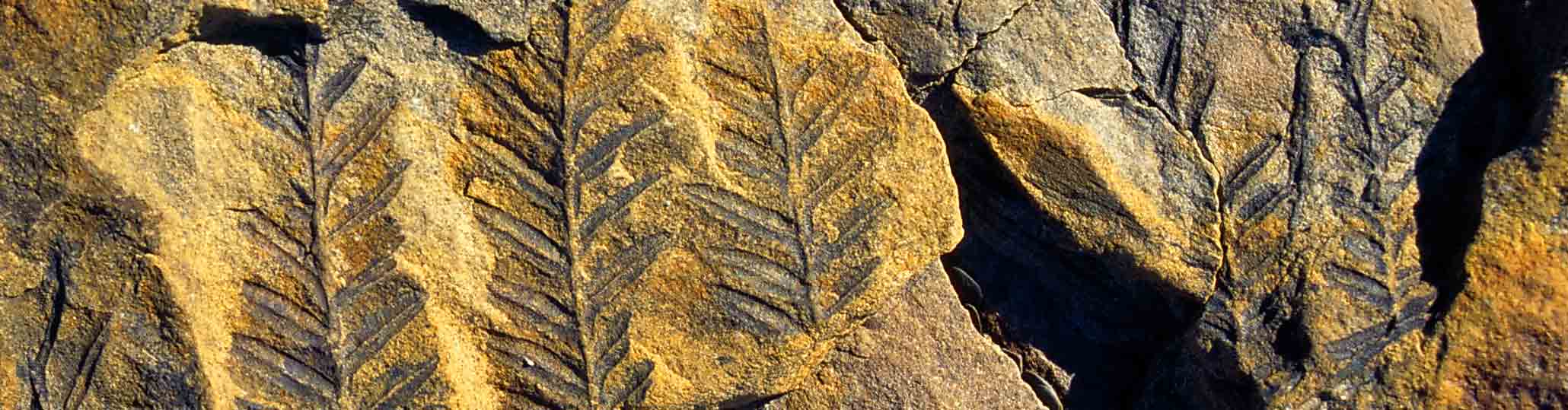 fossil at Joggins